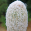 Peruvian Old Lady Cactus - Espostoa melanostele