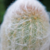 Peruvian Old Lady Cactus - Espostoa melanostele