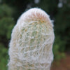 Peruvian Old Lady Cactus - Espostoa melanostele