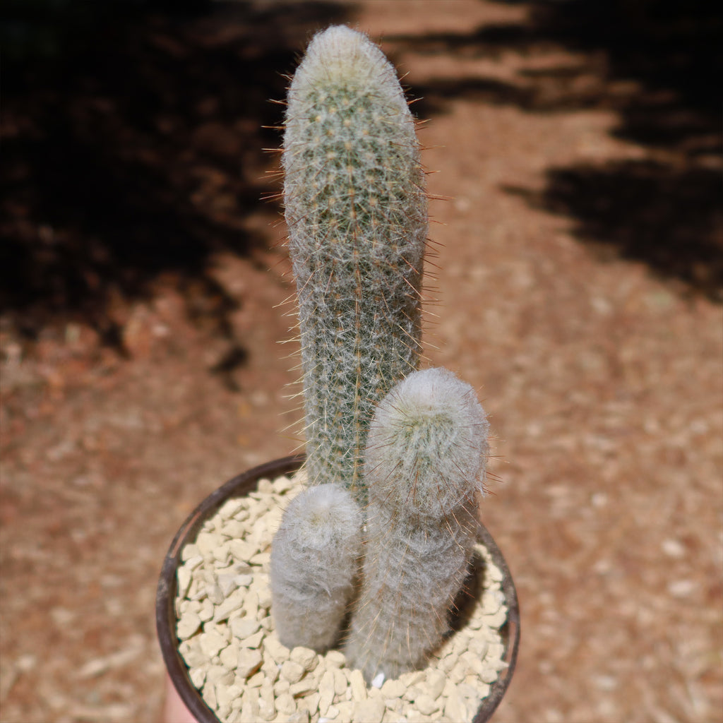 Espostoa churinensis Cluster