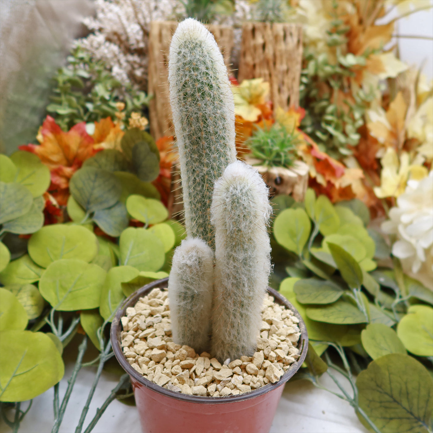 succulents with thorns hairy shape leaves Shop "Espostoa churinensis Cluster"