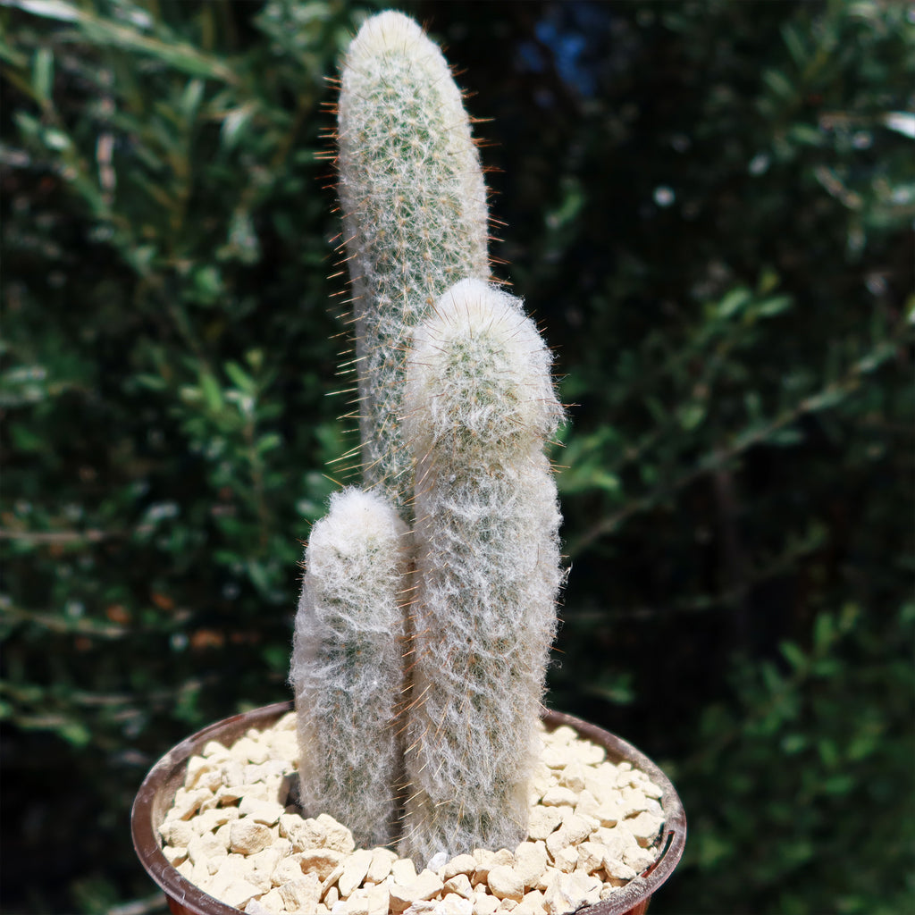 Espostoa churinensis Cluster