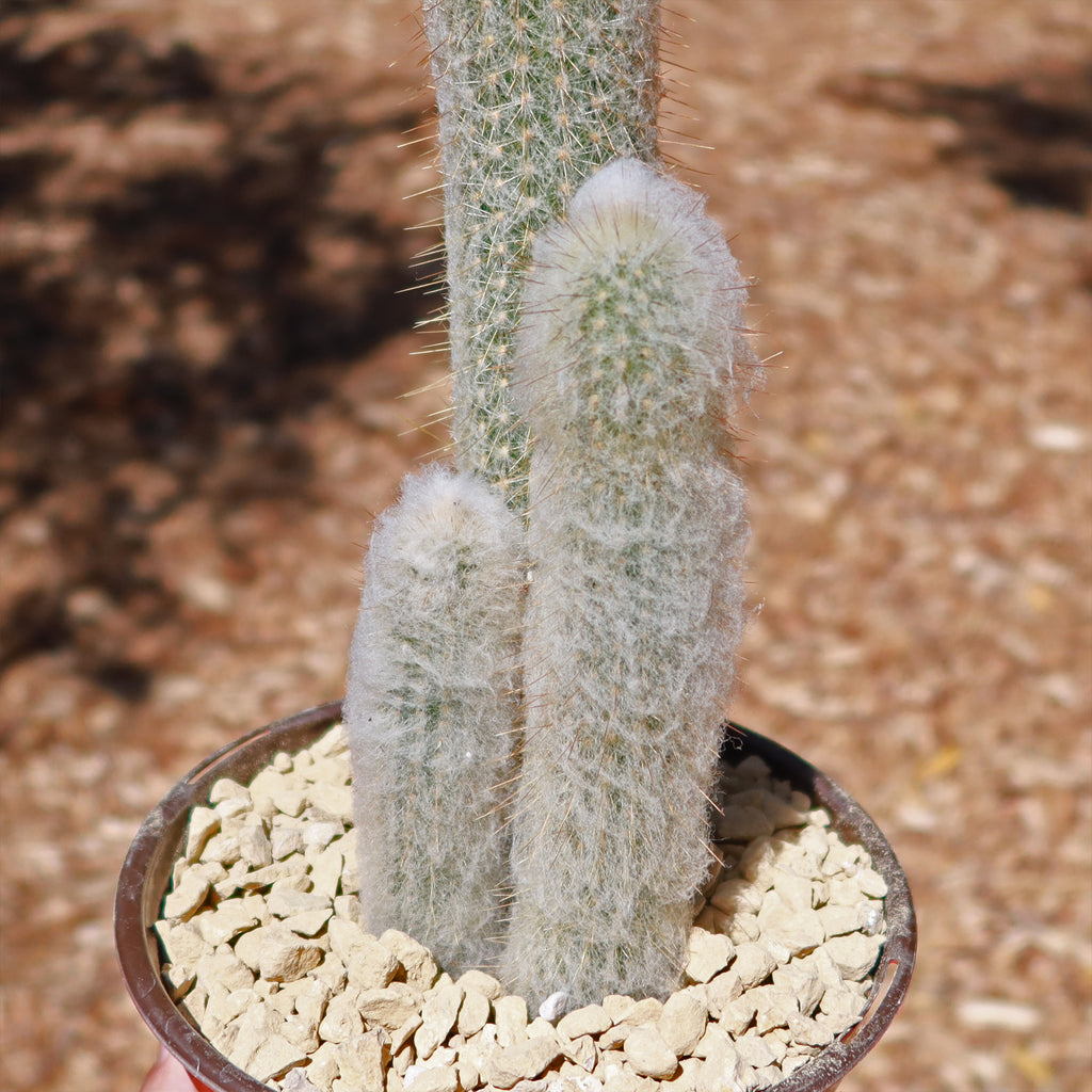 Espostoa churinensis Cluster