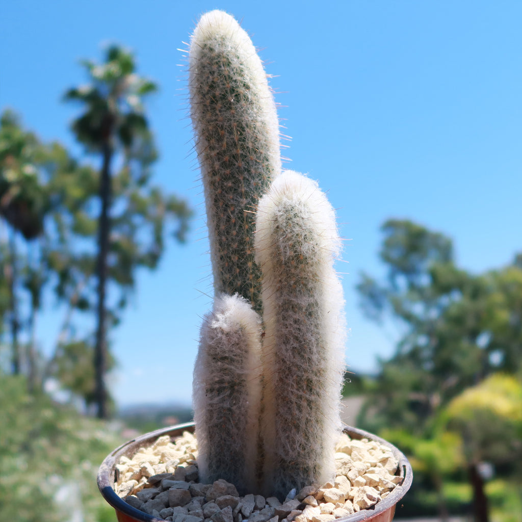 Espostoa churinensis Cluster