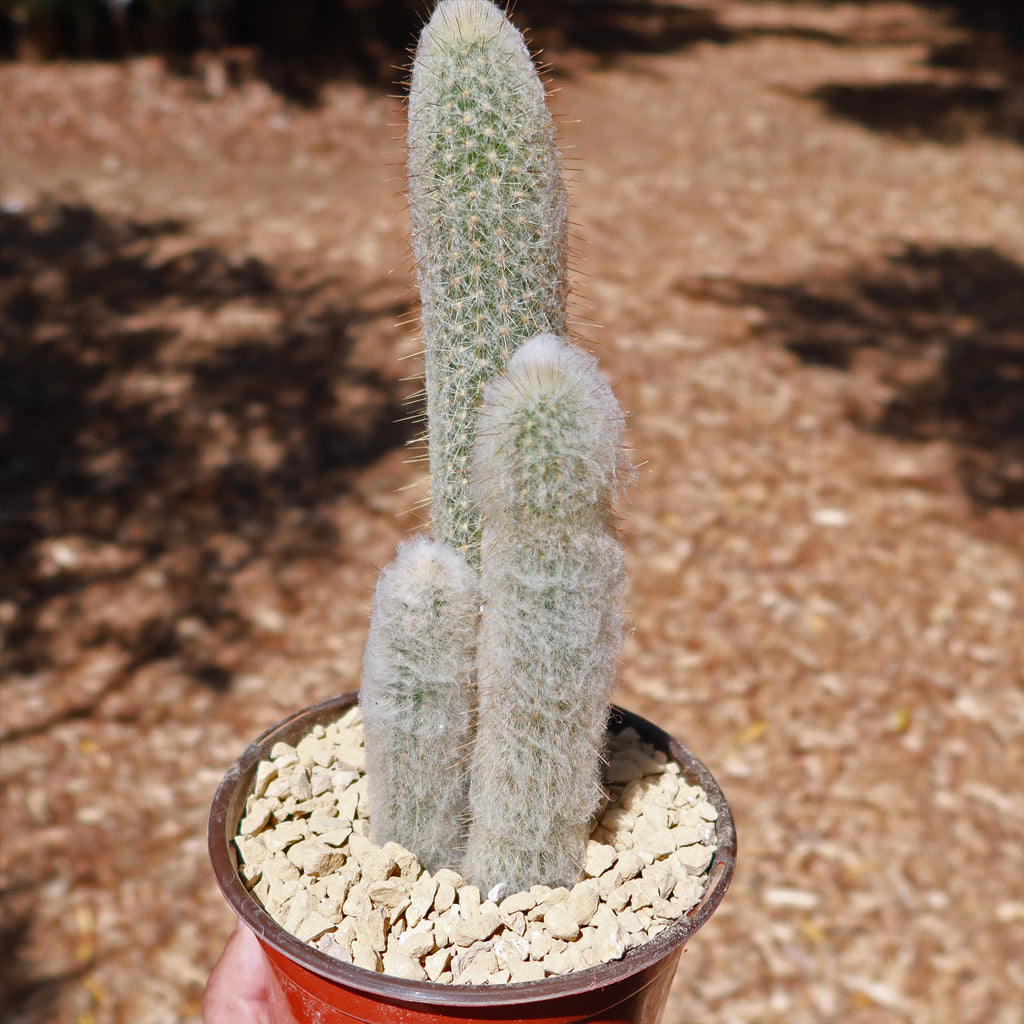 Espostoa churinensis Cluster