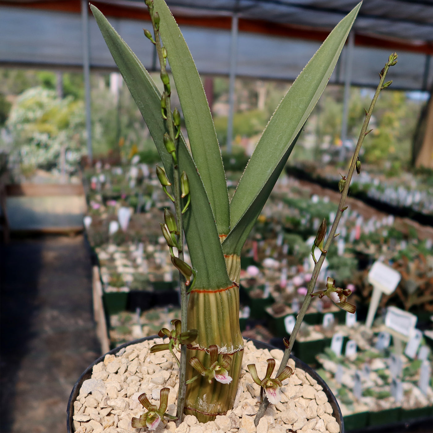 Eulophia petersii Desert Orchid Large