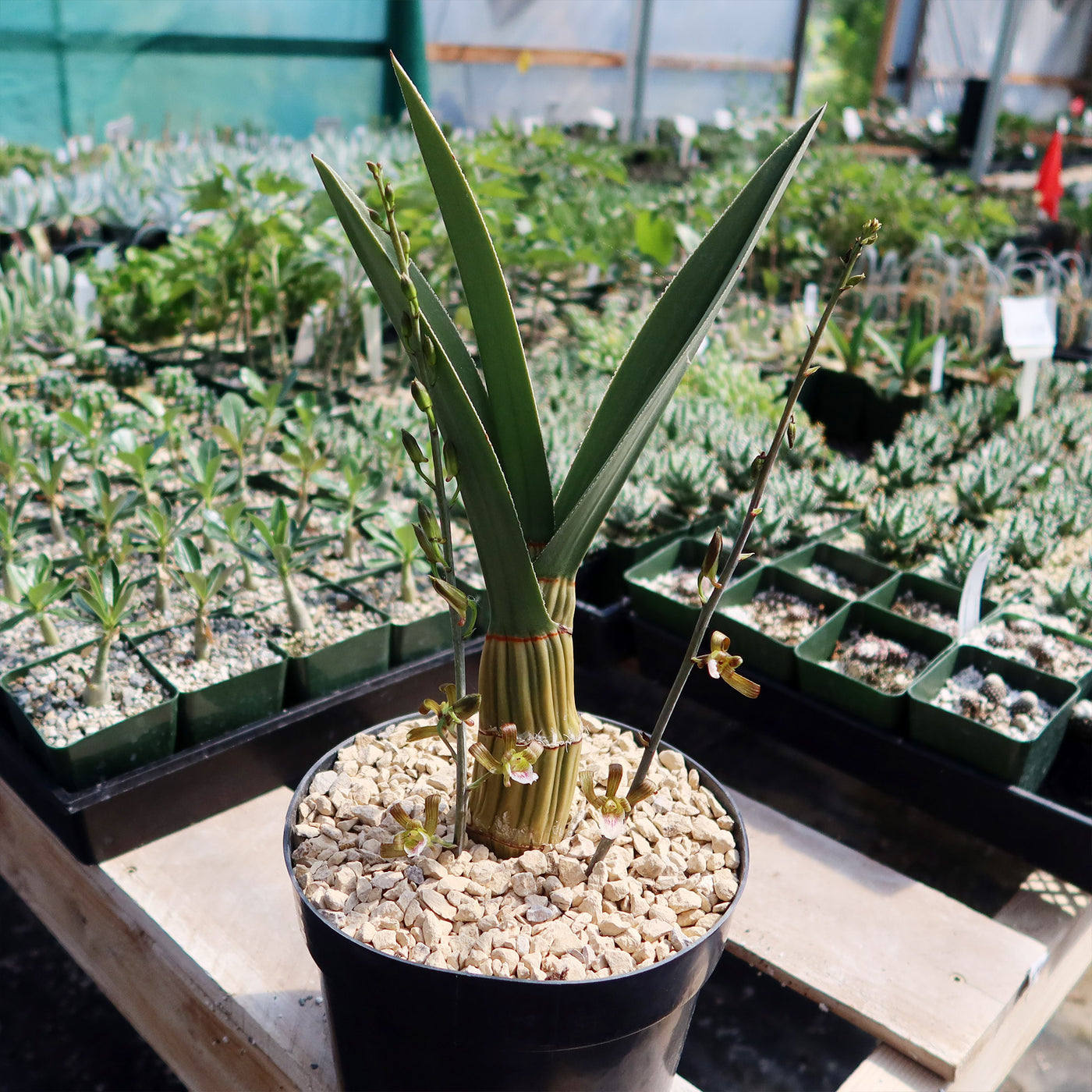 Eulophia petersii Desert Orchid Large