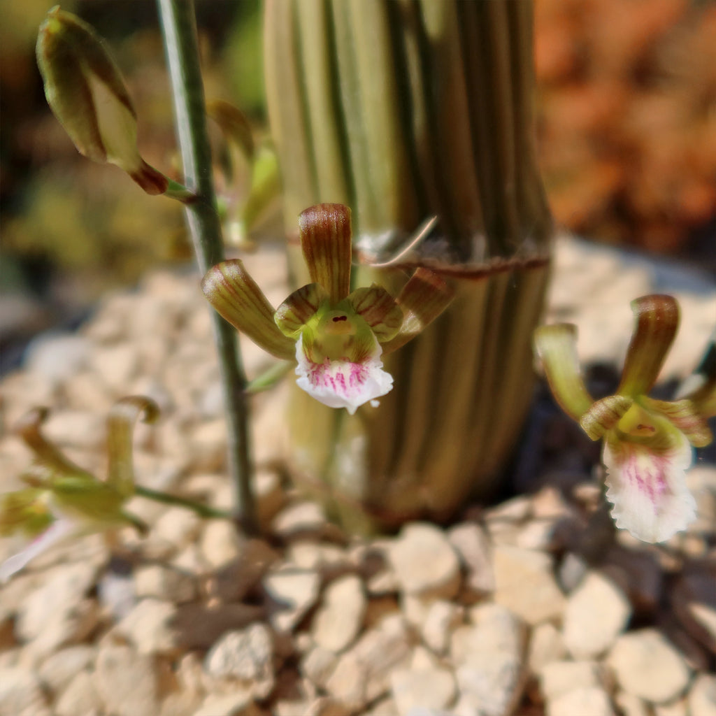 Eulophia Petersii Desert Orchid Large Planet Desert eulophia-petersii-desert-orchid-large-planet-desert