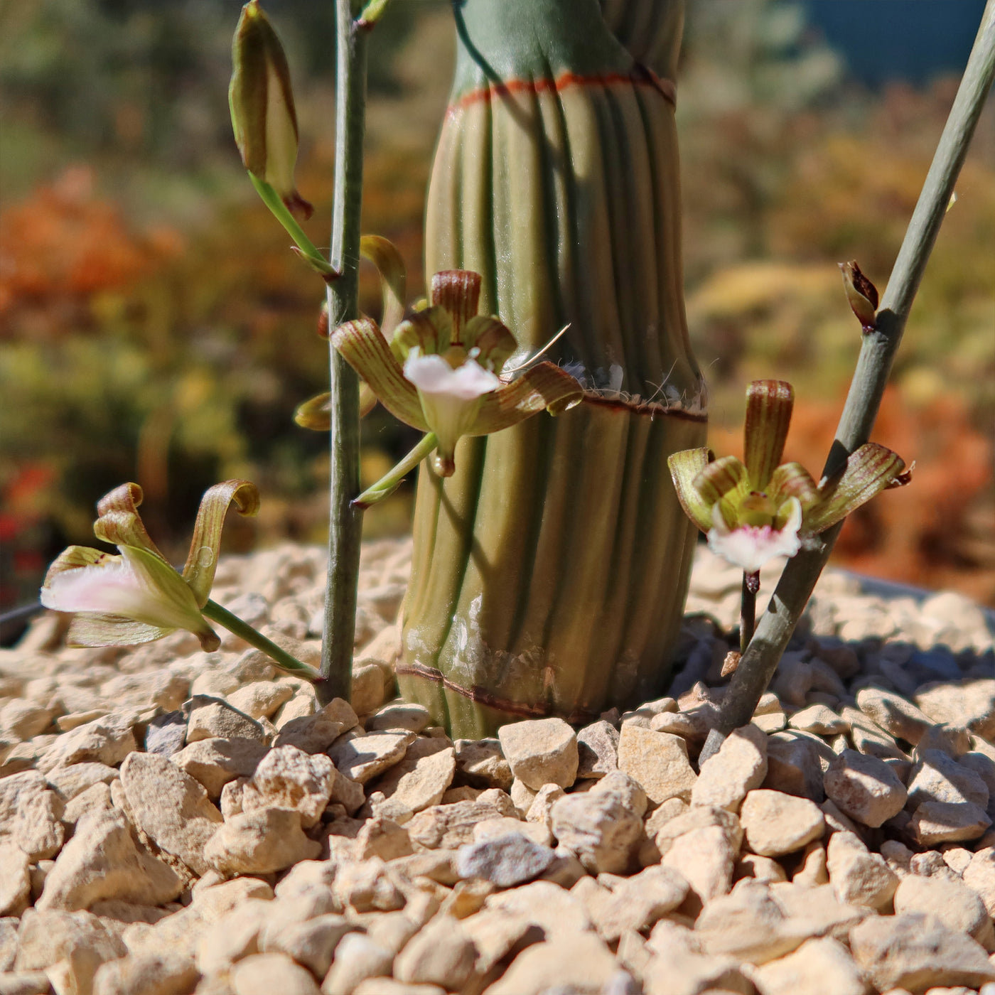 Eulophia petersii Desert Orchid Large