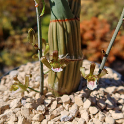 Eulophia petersii Desert Orchid Large