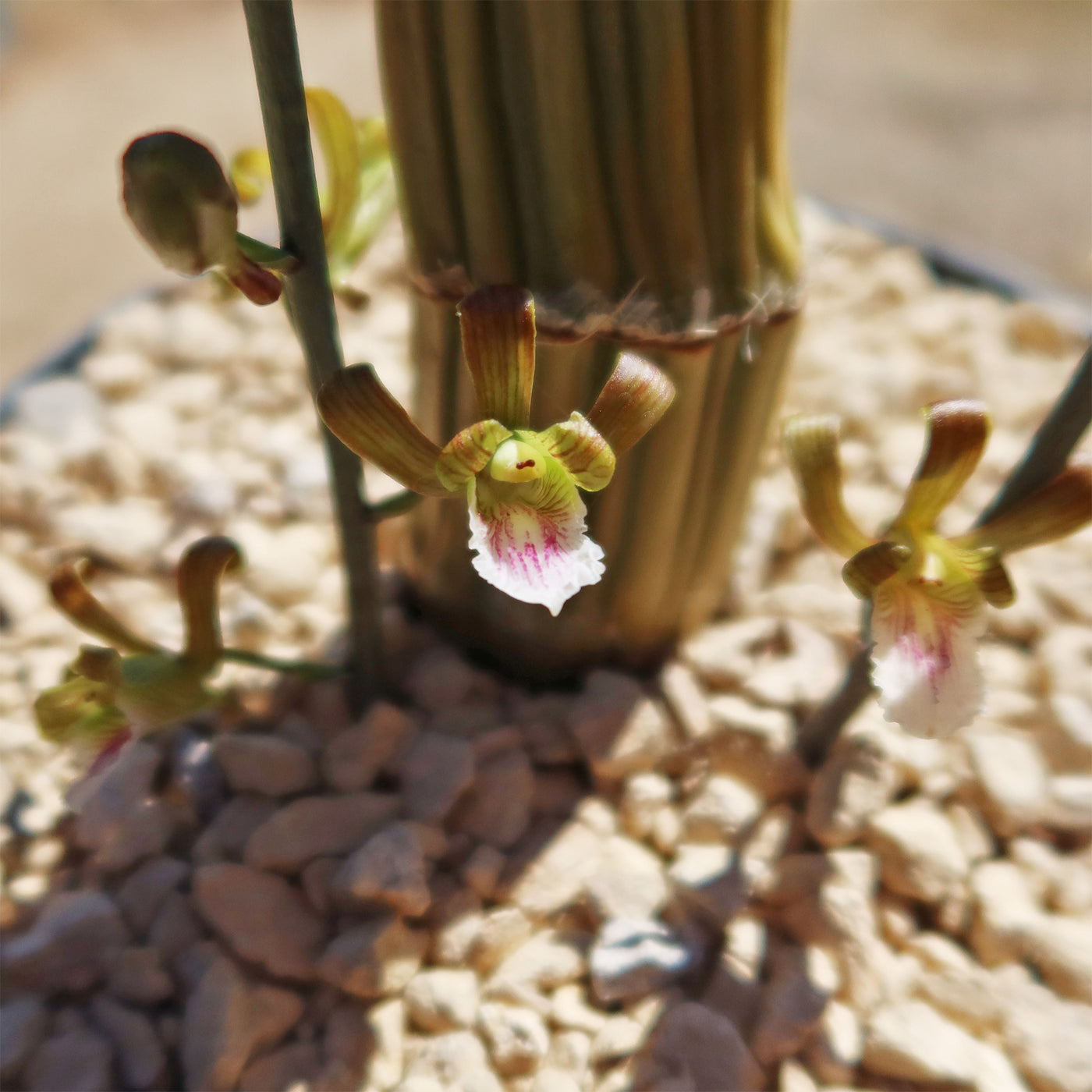 Eulophia Petersii Desert Orchid Large Planet Desert eulophia-petersii-desert-orchid-large-planet-desert