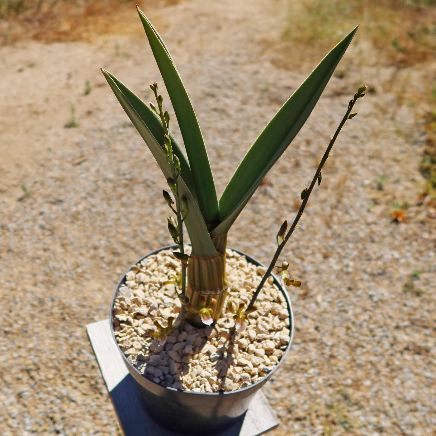 Eulophia petersii Desert Orchid Large