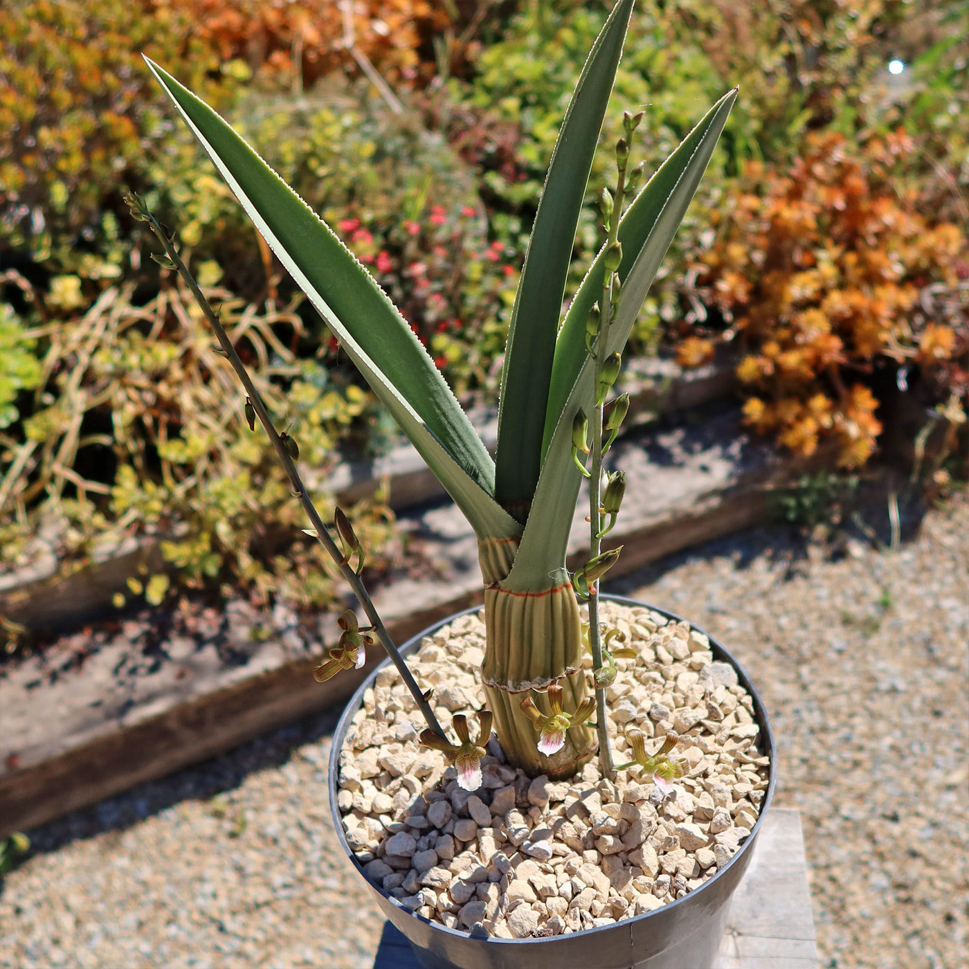 Eulophia petersii Desert Orchid Large