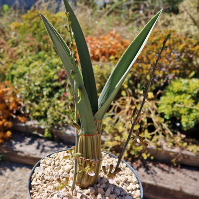 Eulophia petersii Desert Orchid Large