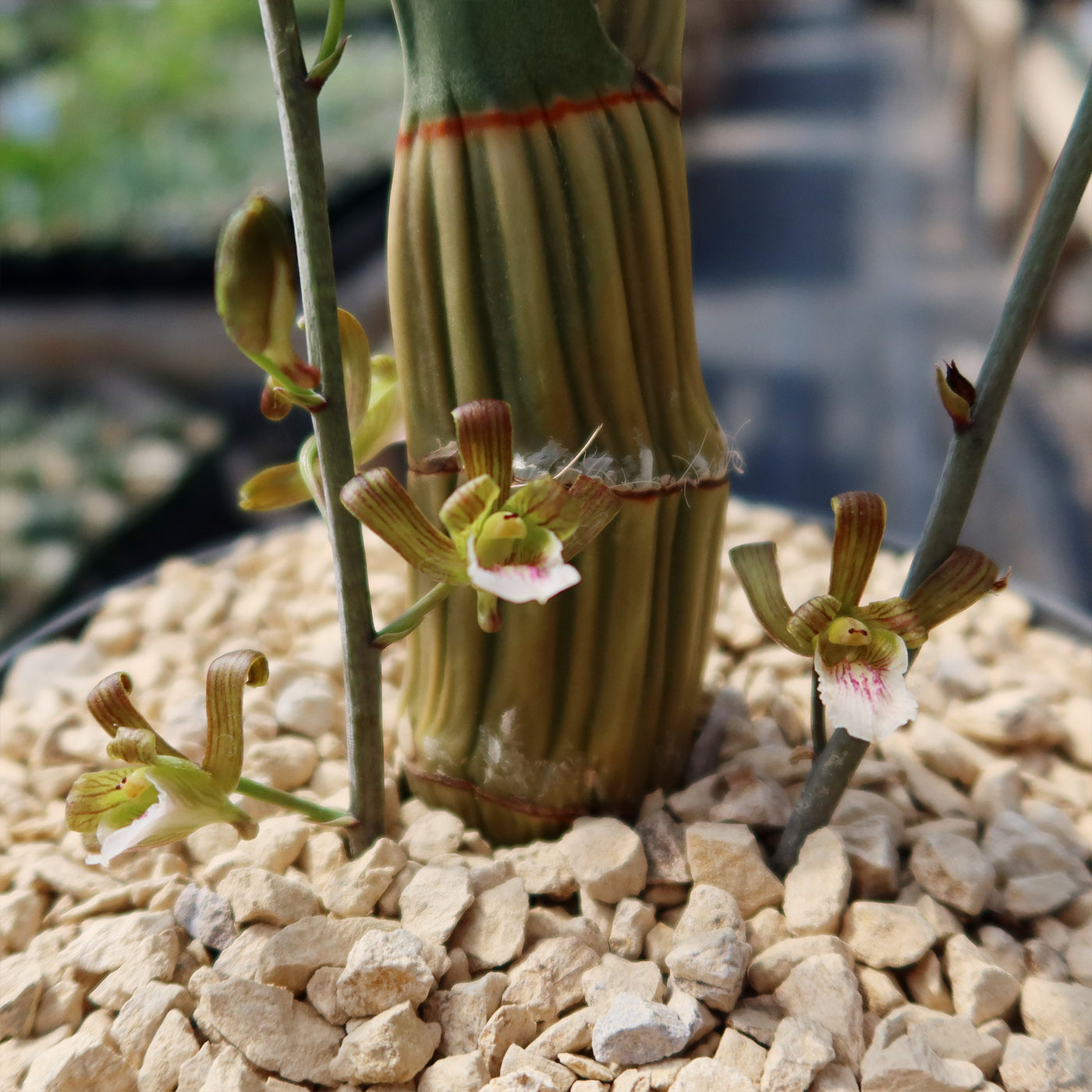 Eulophia petersii Desert Orchid Large