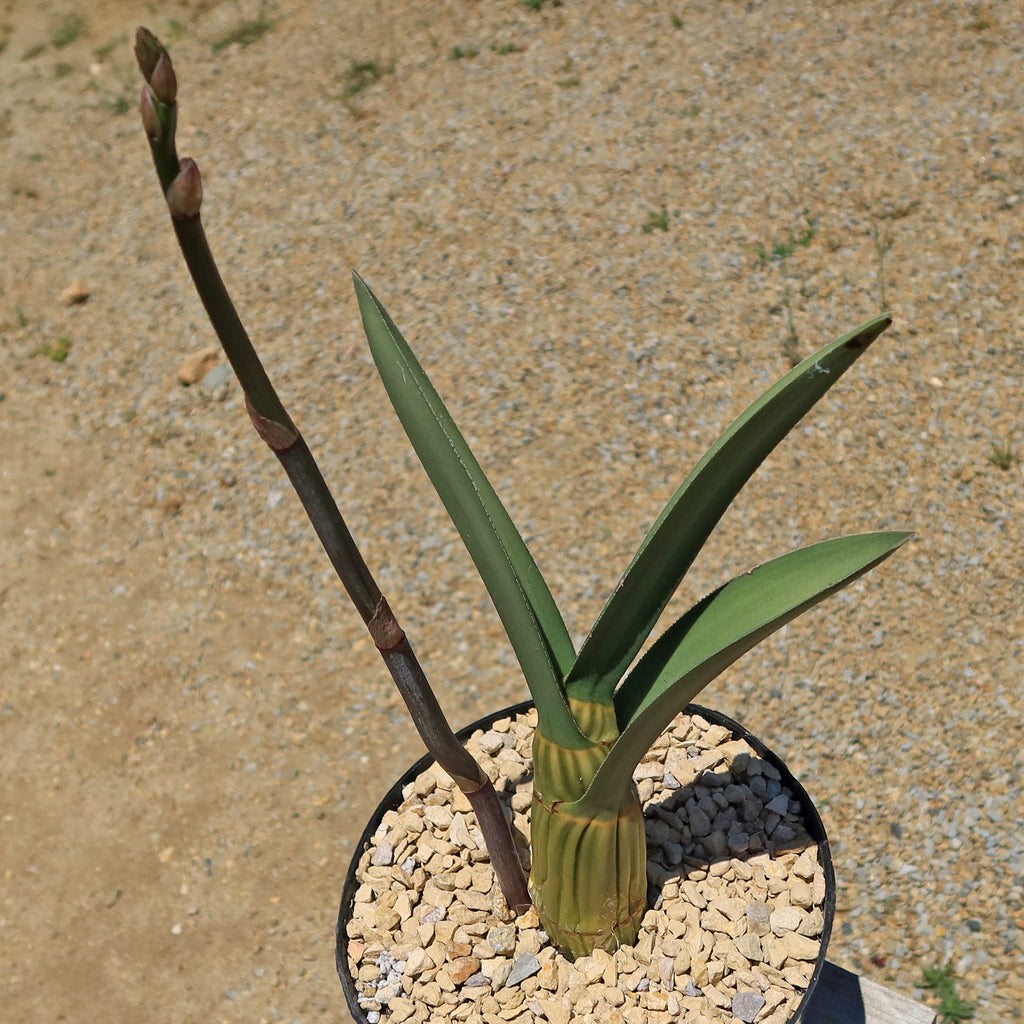 Eulophia petersii Desert Orchid Large