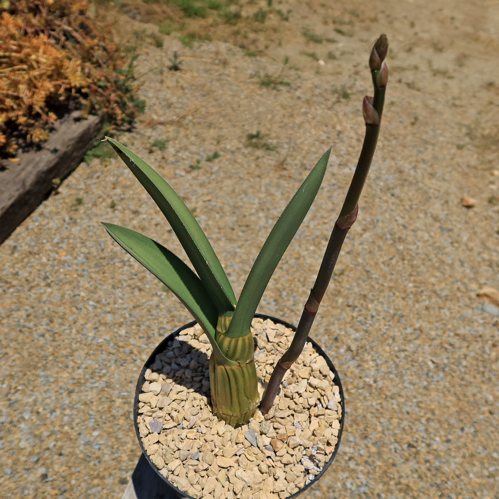 Eulophia petersii Desert Orchid Large
