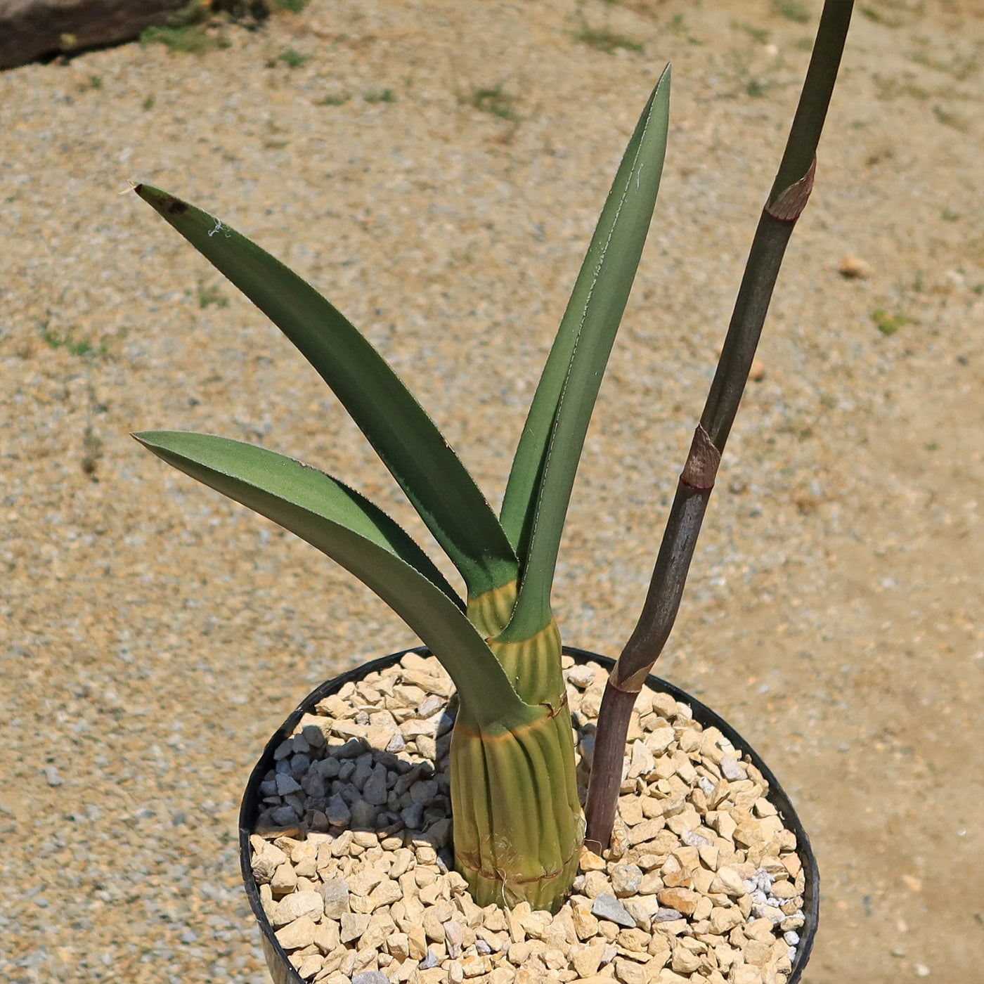 succulent soil for orchids Eulophia petersii Desert Orchid Large – Planet Desert