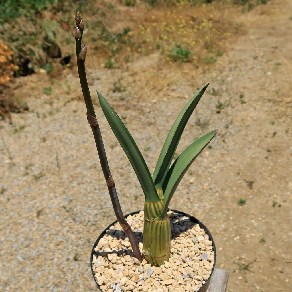 Eulophia petersii Desert Orchid Large