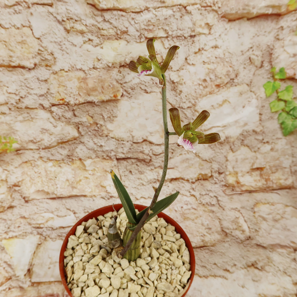 Eulophia petersii Desert Orchid Large