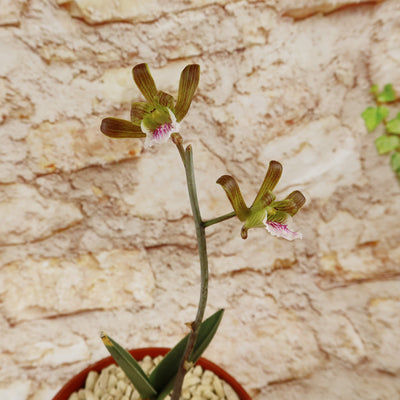 Eulophia petersii Desert Orchid Large