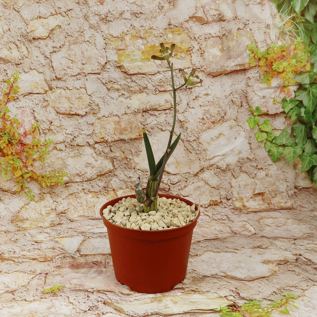 Eulophia petersii Desert Orchid Large