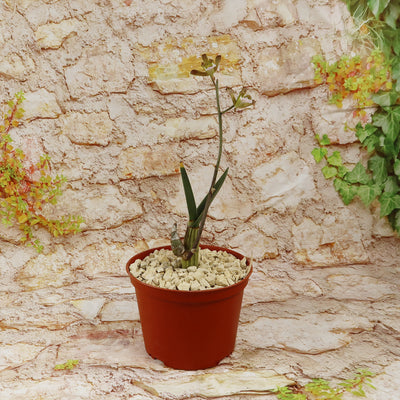 Eulophia petersii Desert Orchid Large