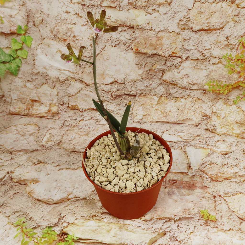 Eulophia petersii Desert Orchid Large