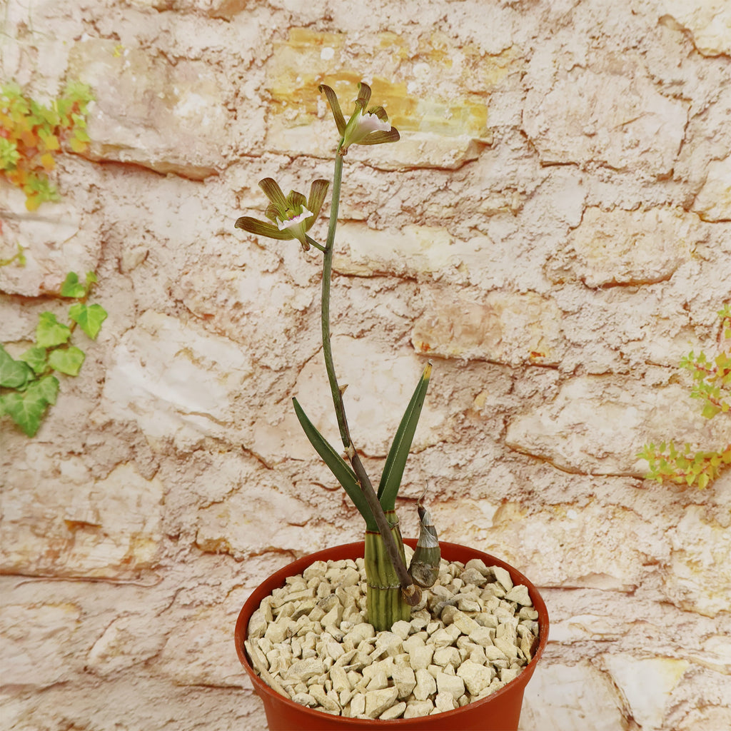 Eulophia petersii Desert Orchid Large