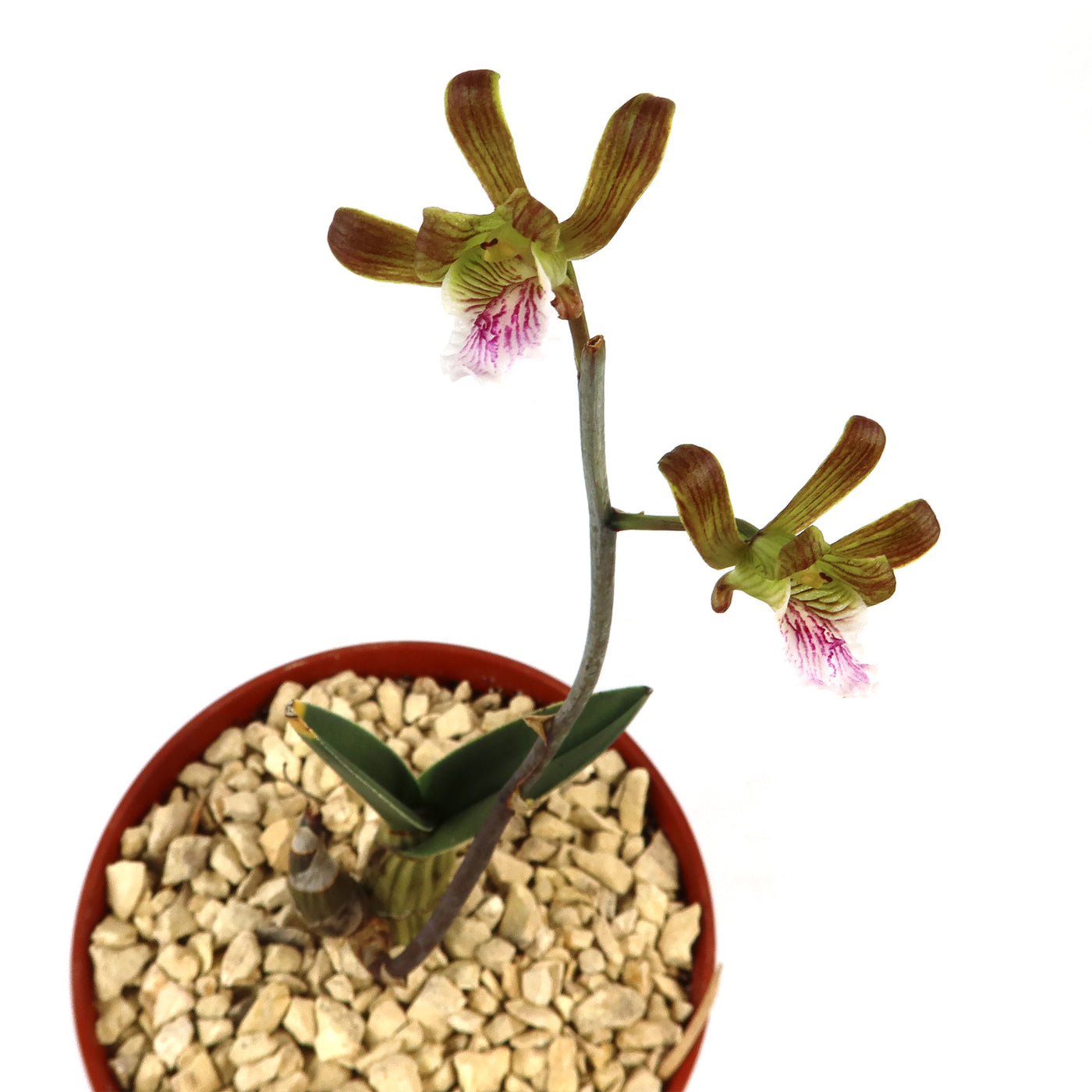 Eulophia petersii Desert Orchid Large