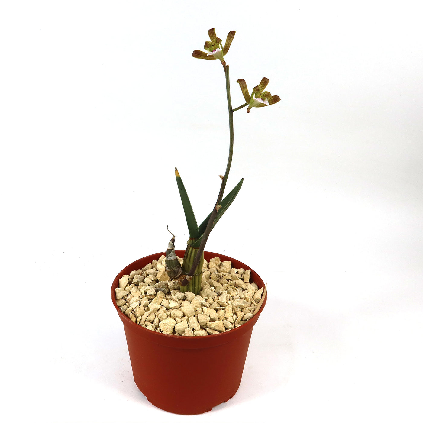 succulent soil for orchids Eulophia petersii Desert Orchid Large