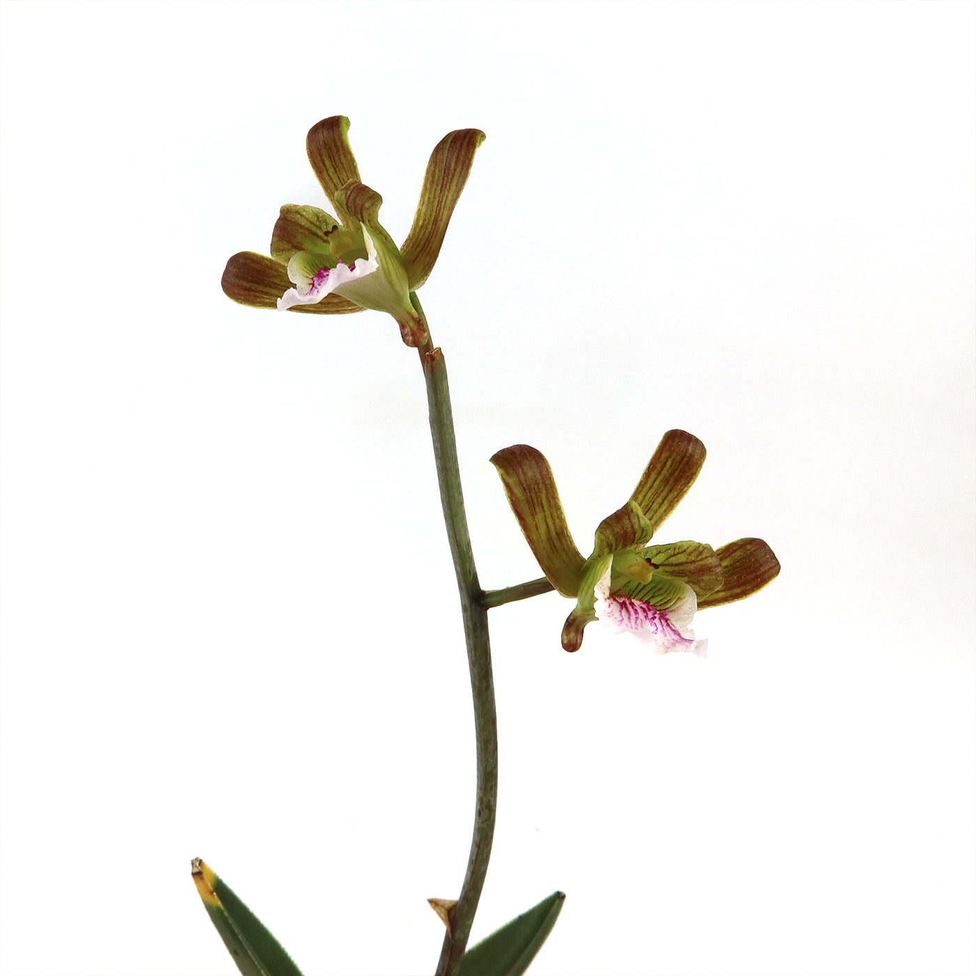 Eulophia petersii Desert Orchid Large