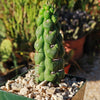 Unicorn cactus - Eulychnia castanea &