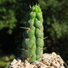 Unicorn cactus - Eulychnia castanea &