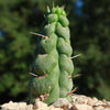 Unicorn cactus - Eulychnia castanea &