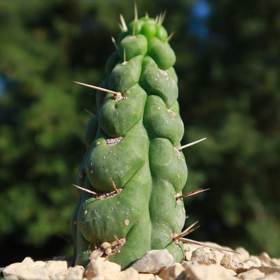 Unicorn cactus - Eulychnia castanea 'spiralis'