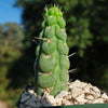 Unicorn cactus - Eulychnia castanea &