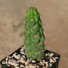 Unicorn cactus - Eulychnia castanea &