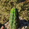 Unicorn cactus - Eulychnia castanea &