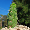 Unicorn cactus - Eulychnia castanea &