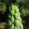 Unicorn cactus - Eulychnia castanea &