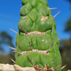 Unicorn cactus - Eulychnia castanea &