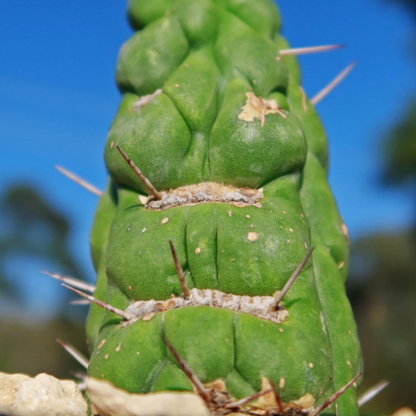 Unicorn cactus - Eulychnia castanea 'spiralis'