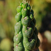 Unicorn cactus - Eulychnia castanea &