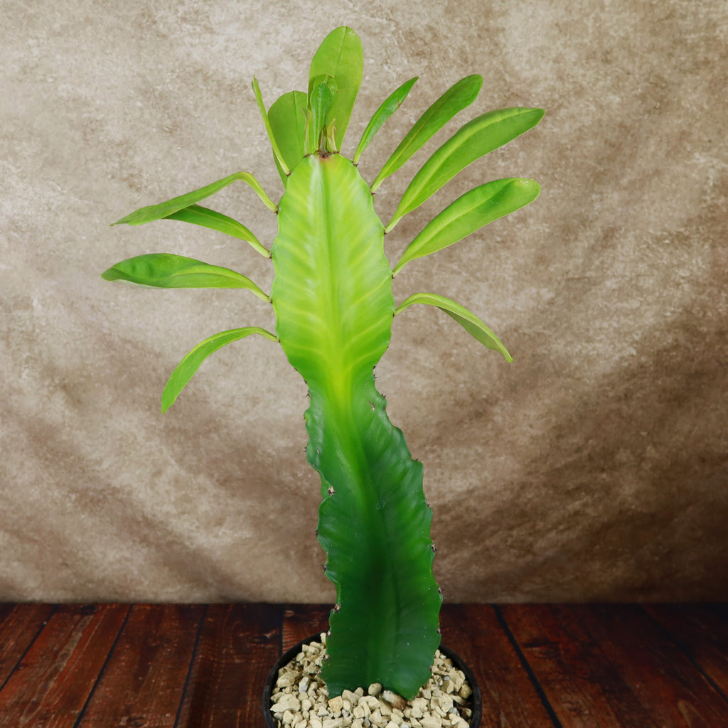 Euphorbia ampliphylla