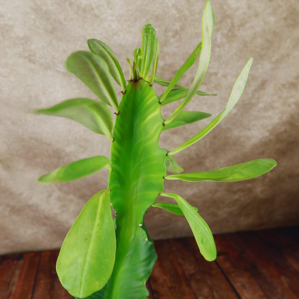 Euphorbia ampliphylla