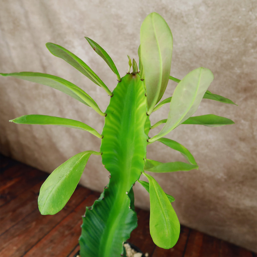 Euphorbia ampliphylla