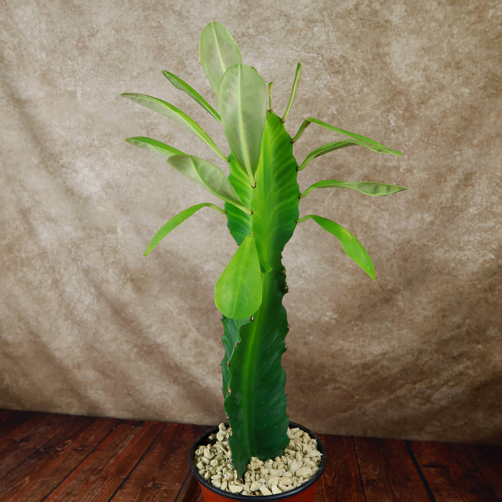 Euphorbia ampliphylla