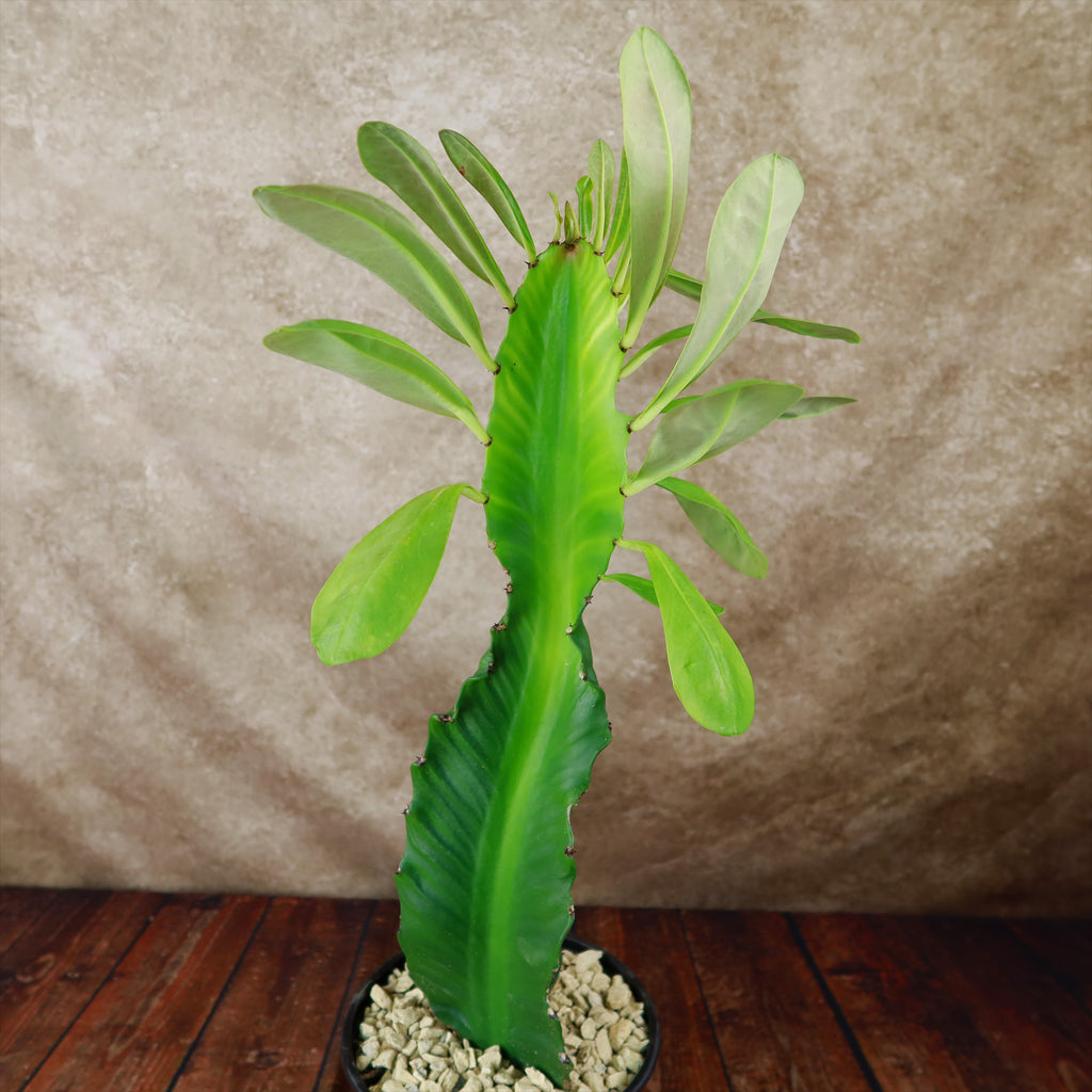 Euphorbia ampliphylla