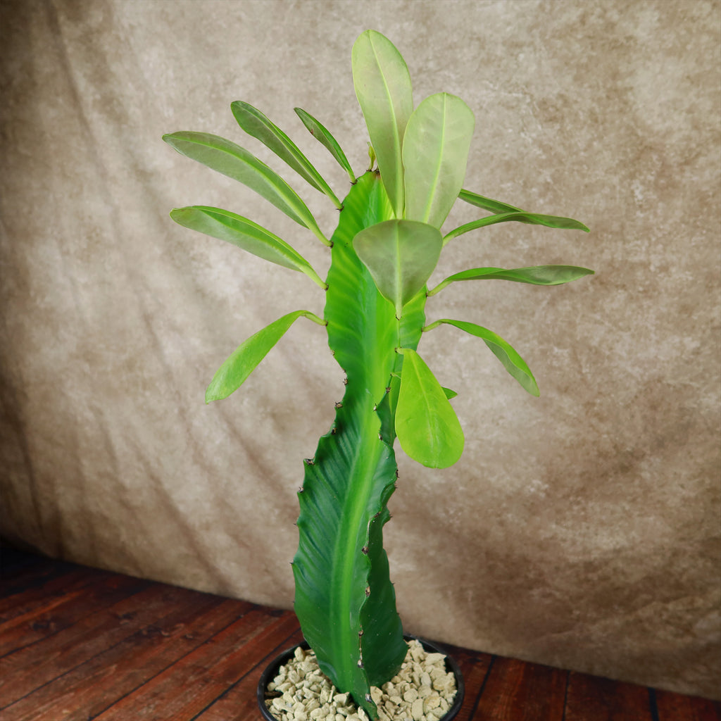 Euphorbia ampliphylla